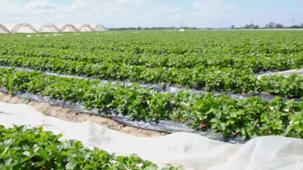 Modern strawberry greenhouse field, farm in greenhouse, strawberry plantation. — Video Stock