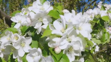 Çiçek açan elma şubesi. Çiçek açan zaman aşımı. Bahar konseptinde elma çiçek açar..