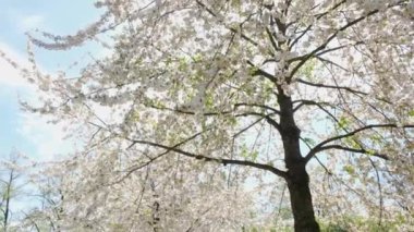 Çiçekli kiraz dalı. Çiçek açan zaman aşımı. Bahar konseptinde kiraz çiçekleri açar.