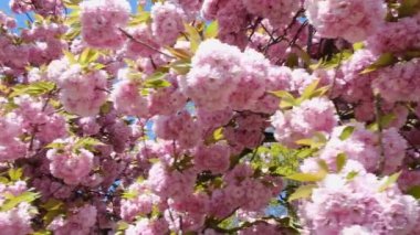 Sakura dallarının yumuşacık çiçekleri. Arka planda Sakura çiçekleri yakın plan.
