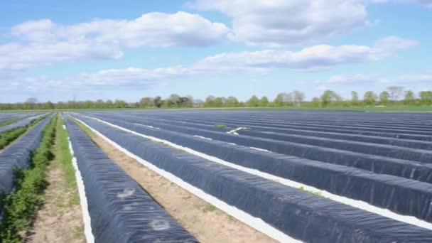 Campos de espargos, espargos brancos cobertos com lona preta na primavera — Vídeo de Stock