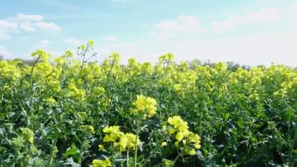Virágzó repcemagmezők egy szellős nyáron. Mezőgazdasági táj. — Stock videók