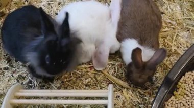 Küçük tüylü, çok renkli tavşanlar yemek yiyor. Evcil hayvanlar