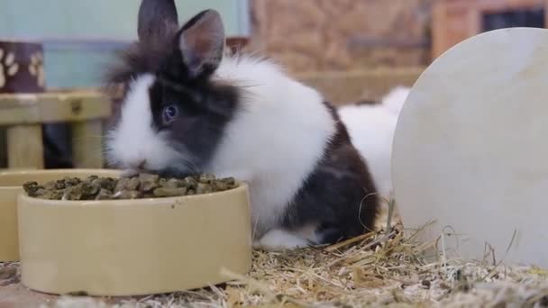 Small Fluffy Multicolored Rabbit Eat Food Plate Pets — Stock Video