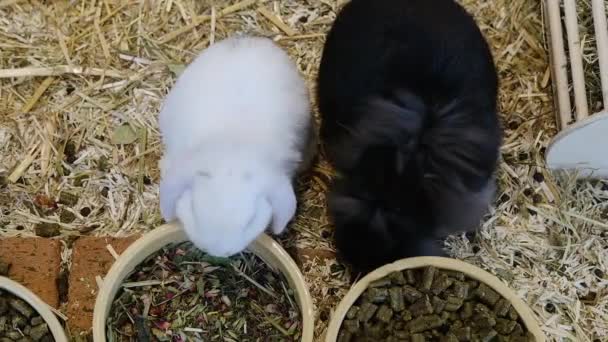 Невеликі Пухнасті Білі Чорні Кролики Їдять Їжу Домашні Тварини — стокове відео