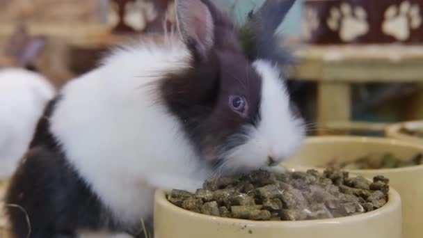 Piccolo Coniglio Multicolore Morbido Mangia Cibo Piatto Animali Domestici — Video Stock