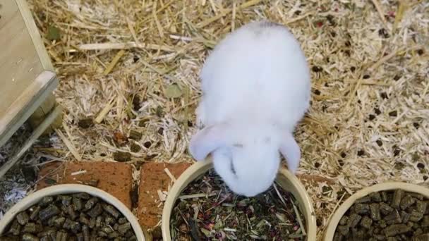 Biały Mały Puszysty Królik Jedzący Jedzenie Talerza Zwierzęta Domowe — Wideo stockowe