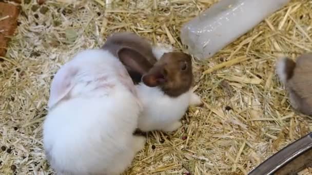 Due Piccoli Conigli Multicolori Soffici Che Mangiano Cibo Animali Domestici — Video Stock
