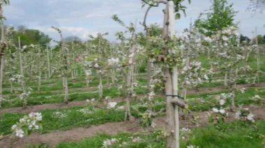 Bahar bahçesinde elma açan ağaçlar. Çiçek açan meyve ağaçları. Baharda çiçek açan bahçe. Çevre dostu ürün kavramı.