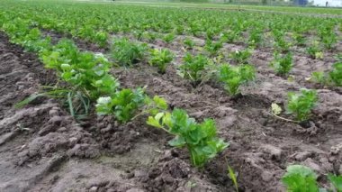 Organik sebze çiftliğindeki yeşil kereviz çiftliği. Çiftçilik konsepti. Tarım ekili bir çiftlik..