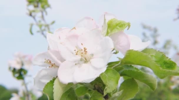 Blühende Apfelbäume Obstgarten Blühender Garten Frühling Konzept Eines Umweltfreundlichen Produkts — Stockvideo