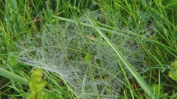 Eine Nahaufnahme Von Spinnennetz Wunderschön Dekoriert Mit Morgentau Der Wie — Stockvideo