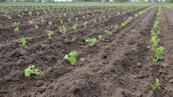 Fechar Plantação Aipo Verde Fazenda Vegetal Orgânica Conceito Agricultura Fazenda — Vídeo de Stock