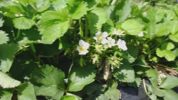 Blossom White Strawberry Plant Opening Sways Wind Strawberry Field Blooming — Stock Video