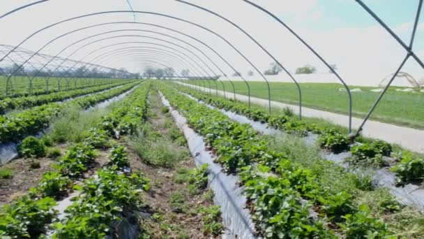 Campo Estufa Morango Moderno Fazenda Estufa Conceito Plantação Morango Orgânico — Vídeo de Stock