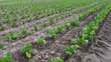 Organik sebze çiftliğindeki yeşil kereviz çiftliği. Çiftçilik konsepti. Tarım ekili bir çiftlik..