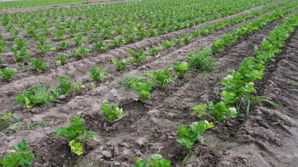Organik Sebze Çiftliğindeki Yeşil Kereviz Çiftliği Çiftçilik Konsepti Tarım Ekili — Stok video