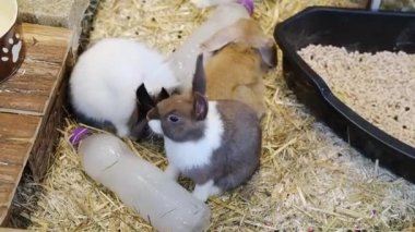 Diğer ikisi uyurken, çok renkli bir tavşan kameraya bakar. Evcil hayvanlar. Tavşan çiftliği. Yüksek kaliteli FullHD görüntüler