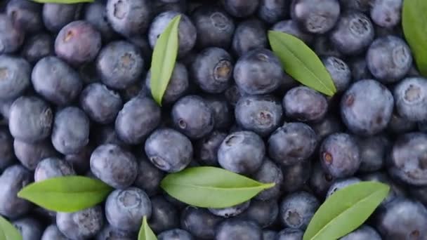 Blueberry Και Πράσινα Φύλλα Περιστρεφόμενο Φόντο Φρέσκα Και Ώριμα Βιολογικά — Αρχείο Βίντεο