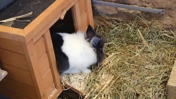 Невеликий Пухнастий Різнокольоровий Кролик Власному Будинку Траві Або Соломі Домашні — стокове відео
