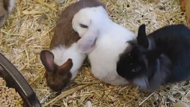 Trzy Małe Puszyste Wielobarwne Króliki Jedzące Jedzenie Zwierzęta Domowe Hodowla — Wideo stockowe