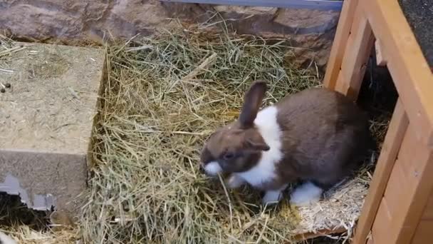 Liten Fluffig Flerfärgad Kanin Eget Hus Gräs Eller Halm Husdjur — Stockvideo