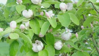 Bahar meyve bahçesinde çiçek açan elma ağaçları. Baharda çiçek açan bahçe. Çevre dostu ürün kavramı.