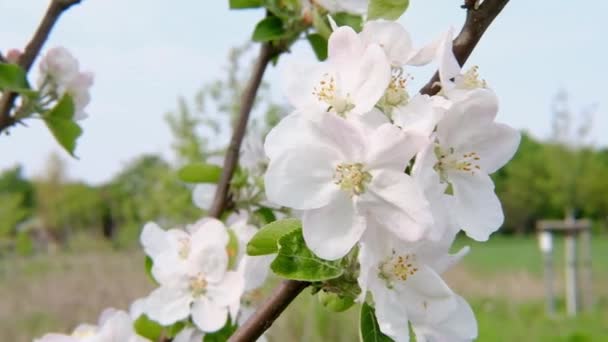 Floração Macieira Árvores Floridas Pomar Primavera Jardim Florescente Primavera Conceito — Vídeo de Stock