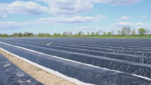 Aspergevelden Witte Asperges Bedekt Met Zwart Dekzeil Het Voorjaar Duitsland — Stockvideo