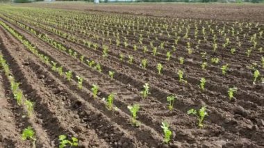 Organik sebze çiftliğindeki yeşil kereviz çiftliği. Çiftçilik konsepti. Tarım ekili bir çiftlik..