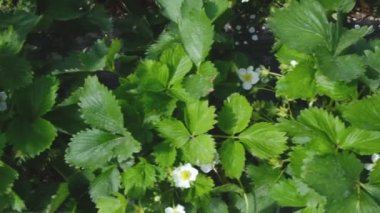 Beyaz bir çilek bitkisinin çiçek açması rüzgarda sallanıyor. Çilek tarlası. Çiçekli Çilek. Sıra sıra çilek. Kapat.