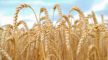 Altın buğday tarlası ve mavi gökyüzü. Seçici Odaklanma. Ekin tarlası. Buğday hasadı