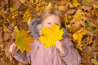 Adorable toddler blond girl lieing on the ground and playing with yellow fallen leaves in autumn park. Happy kid enjoying fall day. Outdoor activites for kids