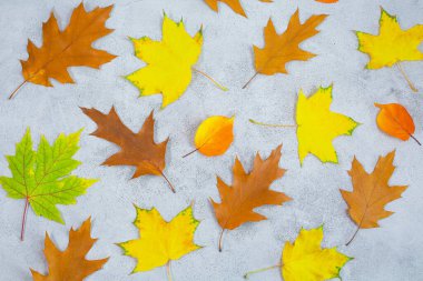 Autumn pattern made of leaves on a gray concrete background. Flat lay, top view