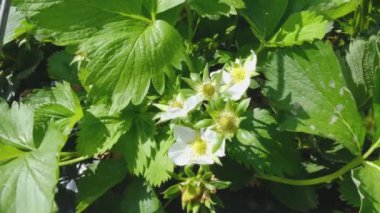 Beyaz bir çilek bitkisinin çiçek açması rüzgarda sallanıyor. Çilek tarlası. Çiçekli Çilek. Sıra sıra çilek. Kapat.