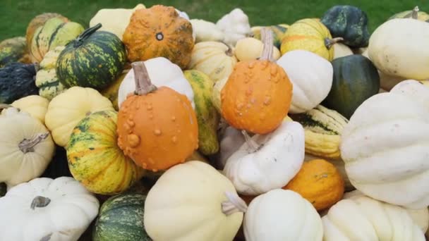 Muitas Abóboras Frescas Uma Feira Agrícola Exposição Vendas Abóboras Coloridas — Vídeo de Stock