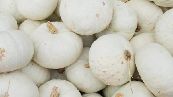 Haufen Von Minikürbissen Der Saison Auf Dem Örtlichen Bauernmarkt Ausstellung — Stockvideo