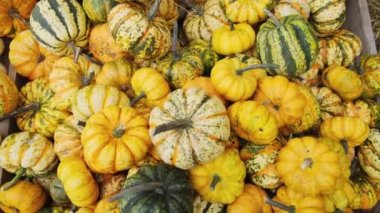 Pek çok küçük turuncu balkabağı sınıfı Karnaval. Hasat. Tarım tarım tarımı. Sergi ve satışlar.