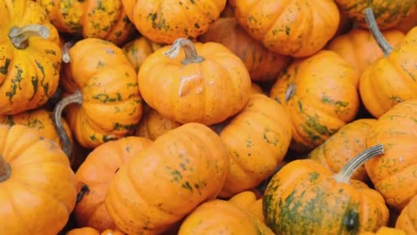 Viele Mini Orange Kürbisse Mandarin Ernten Agronomie Ausstellung Und Verkauf — Stockvideo