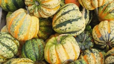 Pek çok küçük turuncu balkabağı sınıfı Karnaval. Hasat. Tarım tarım tarımı. Sergi ve satışlar.