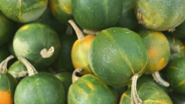 多くのミニオレンジカボチャのグレードの種類のロンディージェムスカッシュ 収穫だ 農業学 展示販売 — ストック動画