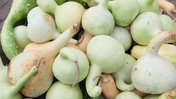 Gruppe Kürbisse Sorte Art Von Trombolino Dalbenga Ernten Agronomie Ausstellung — Stockvideo