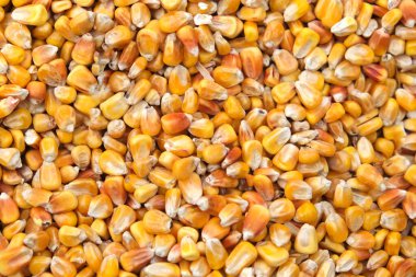 Sarı mısır tohumu arka planı. Yiyecek tanelerini kapatın. Yemek dokusu, desen.