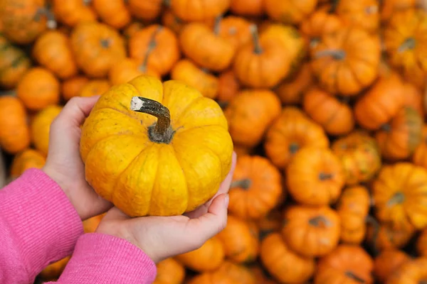 Childs 'ın elleri balkabaklarının arka planında turuncu balkabağı tutuyor. Hasat.