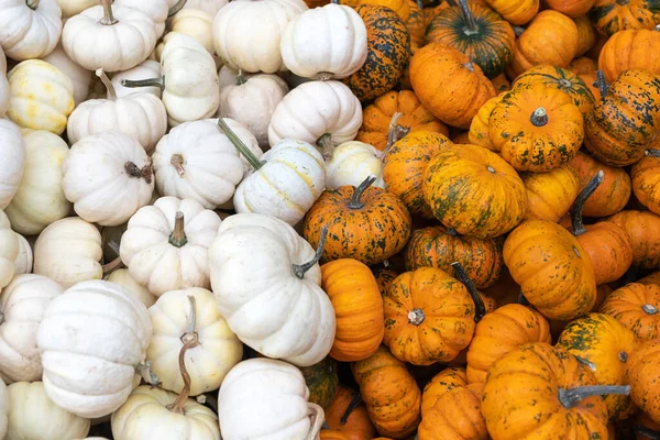 Many mini Orange and white Orange pumpkin. Harvesting. Agriculture agronomy. Exhibition and sales