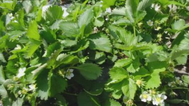 Blossom of a white strawberry plant opening sways in wind. Strawberry field. Blooming Strawberry. Rows of strawberries. close up