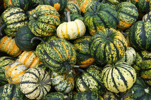 Many mini pumpkins grade kind Sweet Dumpling Harvesting. Harvesting. Agriculture agronomy. Exhibition and sales.