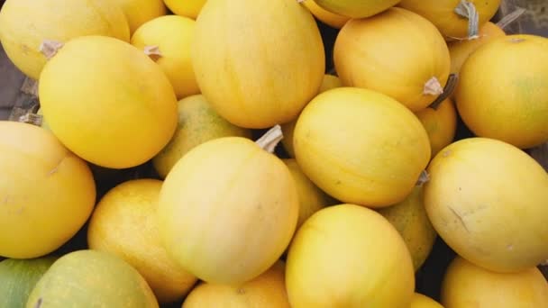 Gruppo Melone Giallo Dorato Raccolta Agraria Agronomia Esposizione Vendita — Video Stock