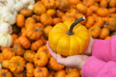 Childs 'ın elleri balkabaklarının arka planında turuncu balkabağı tutuyor. Hasat.