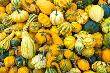 Birçok taze balkabağı bir tarım fuarı. Renkli balkabağı sergisi ve satışı. İç dekorasyon için küçük balkabakları